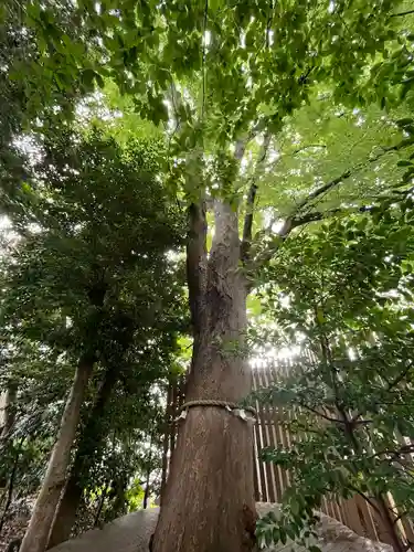 鎮守氷川神社(埼玉県)
