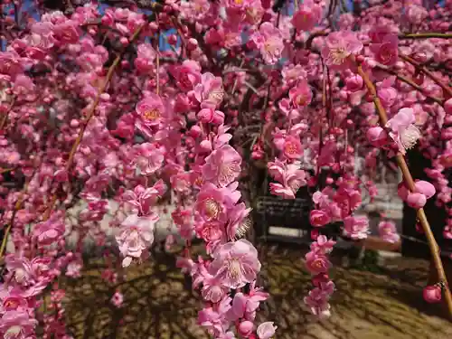 岡崎天満宮の自然