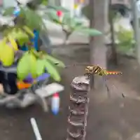 彌彦神社 (伊夜日子神社)の動物