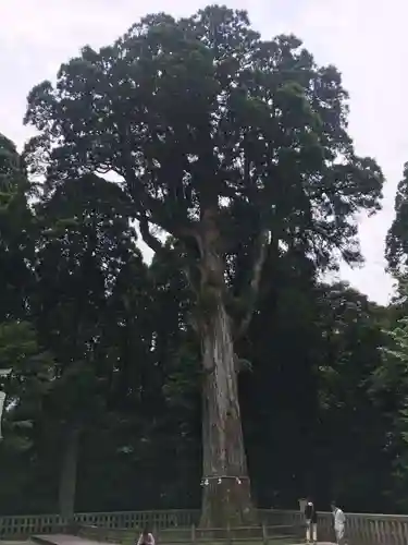 霧島神宮の自然
