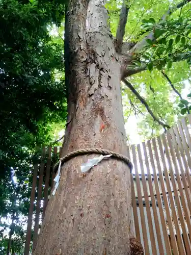 鎮守氷川神社(埼玉県)
