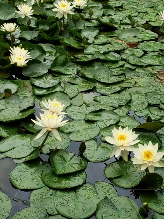 明治神宮の自然