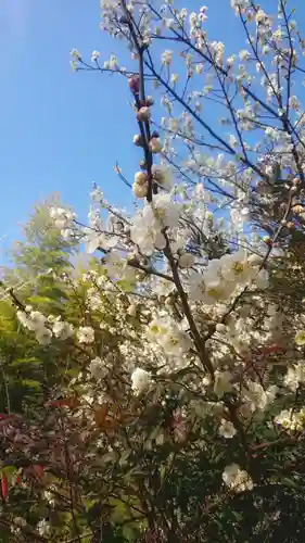 八幡社（大塚八幡社）の自然