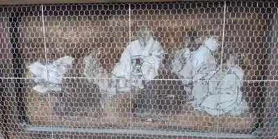 蛭子神社(滋賀県)