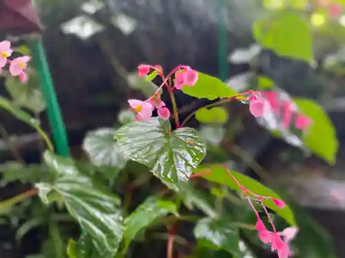 塩船観音寺の自然