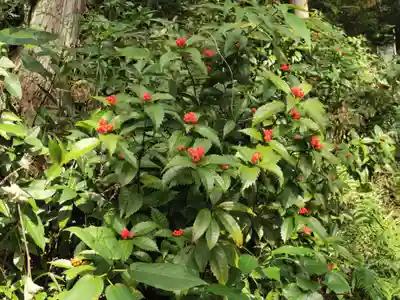 貴祢谷社の自然