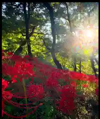 高麗神社(埼玉県)