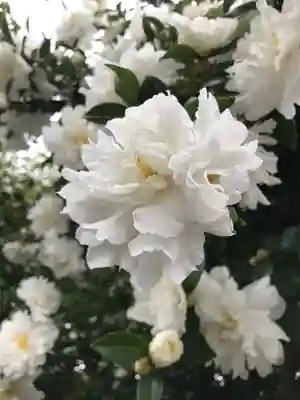 宇倍神社(鳥取県)