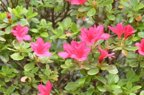塩船観音寺(東京都)