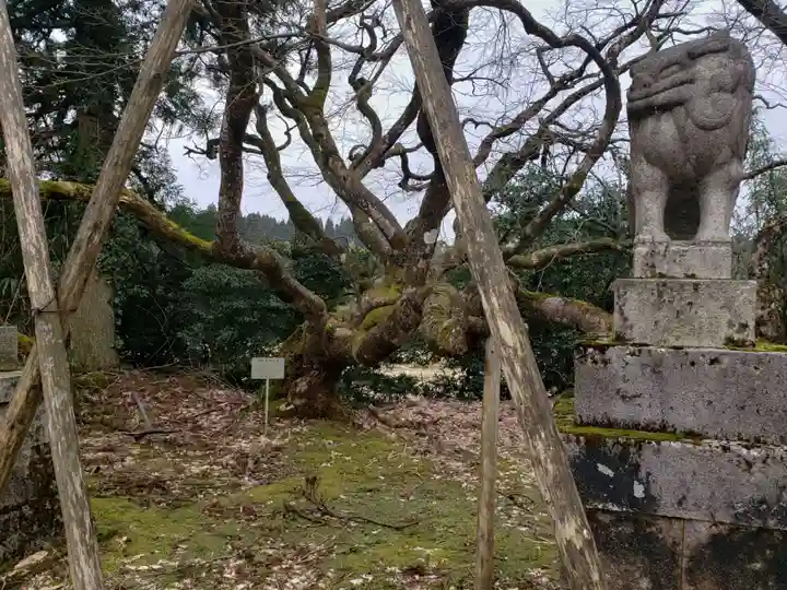 生権寺五社神社の狛犬