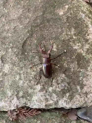 菅原神社の動物