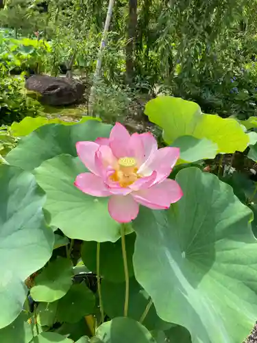 法金剛院(京都府)