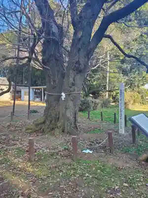 長柄神社の自然