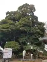 九重神社の自然