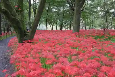 金刀比羅神社(埼玉県)