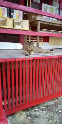鹿角八坂神社の動物
