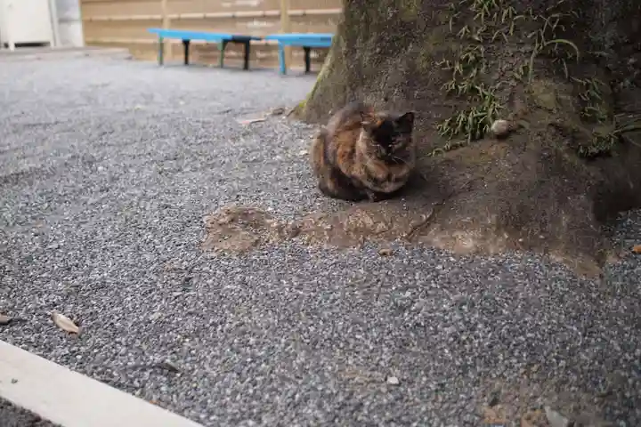 金乗院放光寺の動物