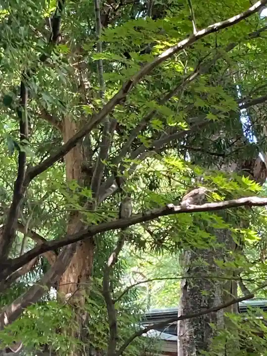 子安神社(東京都)