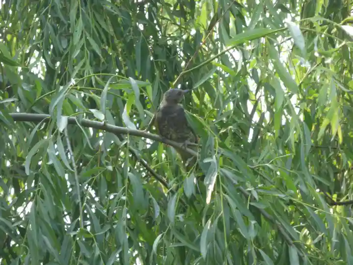 留辺蘂神社の動物