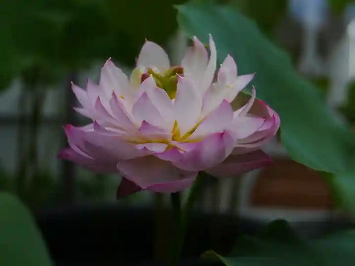 極楽山 浄土寺の自然