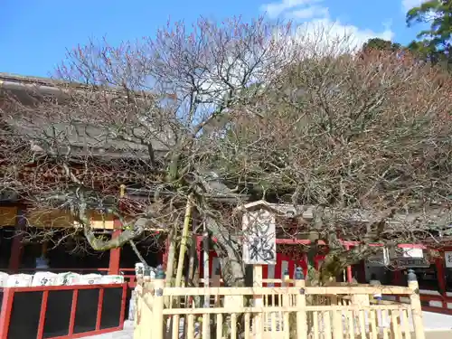 太宰府天満宮(福岡県)