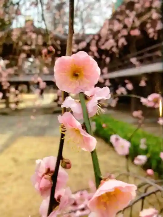 妙法寺(東京都)