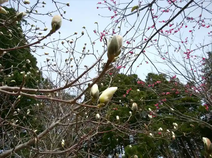 北海道神宮の自然