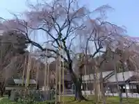 足羽神社(福井県)