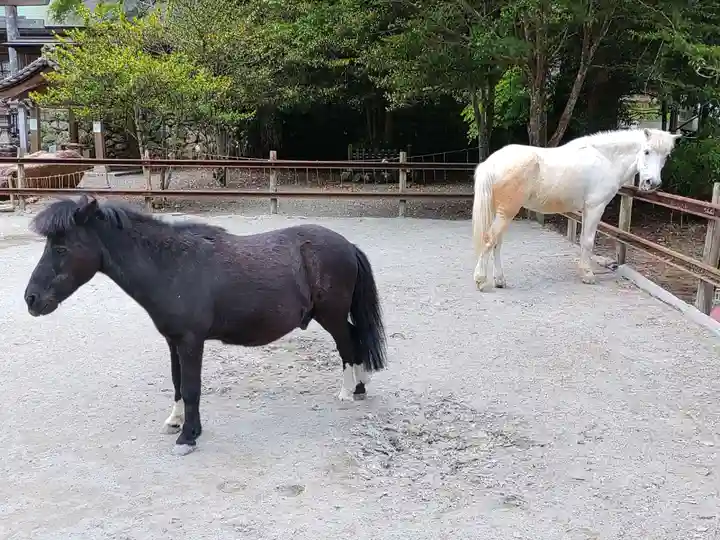 丹生川上神社(下社)の動物