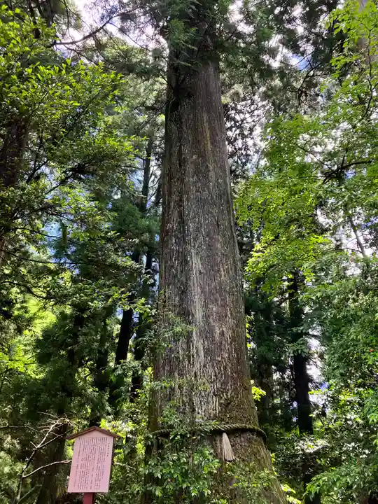 箱根神社(神奈川県)
