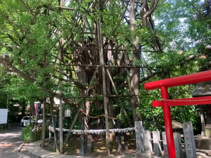 稲毛神社の自然
