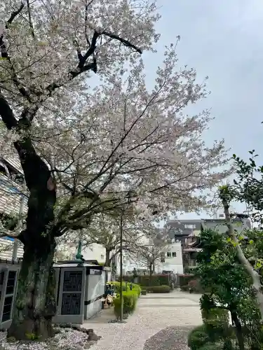 西雲寺の{uncategorized: "未分類", other: "その他", undefined: "問題あり", building: "その他建物", grave: "お墓", sacred_gate: "鳥居", guardian: "狛犬", statue: "像", buddha: "仏像", history: "歴史", nature: "自然", garden: "庭園", animal: "動物", pagoda: "塔", temizu: "手水舎", mountain_gate: "山門・神門", sanctuary: "本殿・本堂", subordinate: "末社・摂社", art: "芸術", scenery: "景色", jizo: "地蔵", ema: "絵馬", goshuin: "御朱印", omikuji: "おみくじ", items: "授与品その他", amulet: "お守り", goshuincho: "御朱印帳", eats: "食事", festival: "お祭り", votive_dance: "神楽", shichigosan: "七五三参", wedding: "結婚式", experience: "体験その他", initially: "初詣", around: "周辺", anti_infection: "感染症対策"}