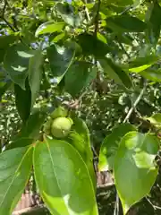 若王子神社の自然