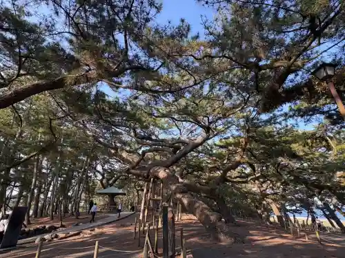 御穂神社の{uncategorized: "未分類", other: "その他", undefined: "問題あり", building: "その他建物", grave: "お墓", sacred_gate: "鳥居", guardian: "狛犬", statue: "像", buddha: "仏像", history: "歴史", nature: "自然", garden: "庭園", animal: "動物", pagoda: "塔", temizu: "手水舎", mountain_gate: "山門・神門", sanctuary: "本殿・本堂", subordinate: "末社・摂社", art: "芸術", scenery: "景色", jizo: "地蔵", ema: "絵馬", goshuin: "御朱印", omikuji: "おみくじ", items: "授与品その他", amulet: "お守り", goshuincho: "御朱印帳", eats: "食事", festival: "お祭り", votive_dance: "神楽", shichigosan: "七五三参", wedding: "結婚式", experience: "体験その他", initially: "初詣", around: "周辺", anti_infection: "感染症対策"}