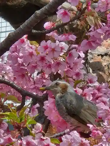 桜神宮(東京都)
