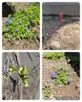 新琴似神社の自然