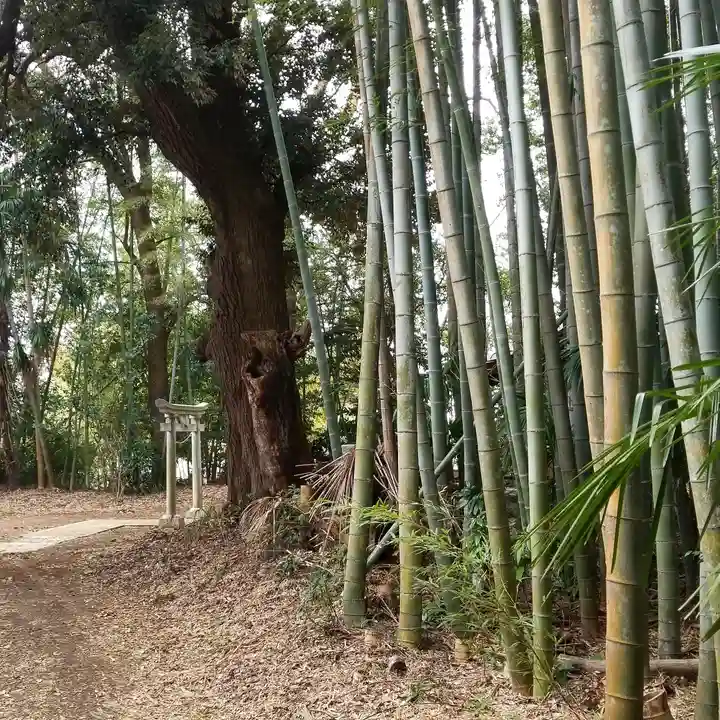 八幡神社の自然