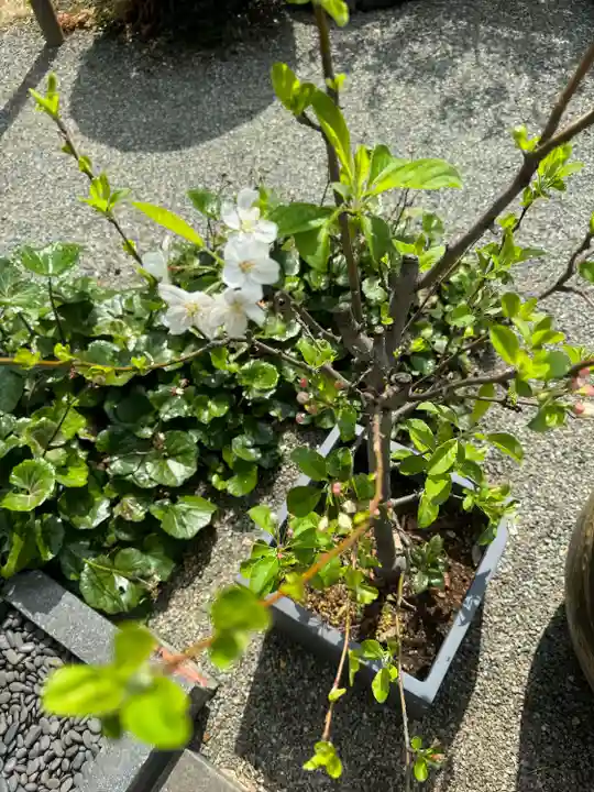 妙蓮寺(神奈川県)