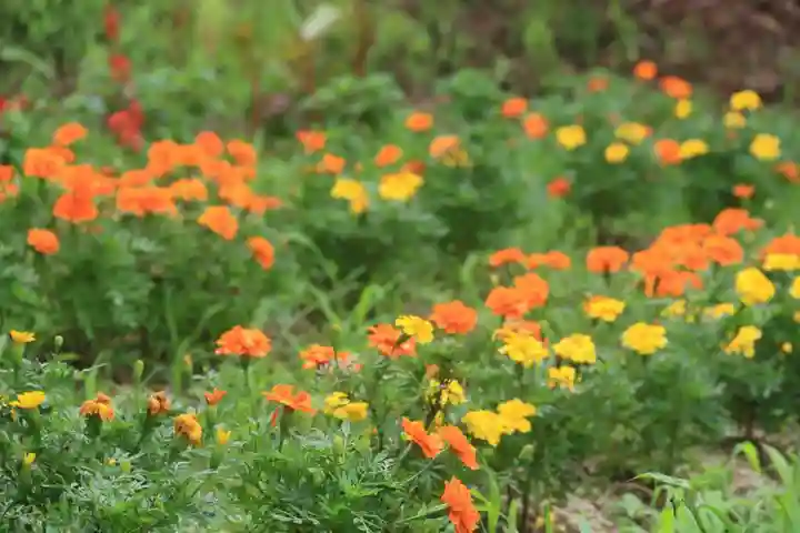 阿久津「田村神社」(郡山市阿久津町)旧社名:伊豆箱根三嶋三社の庭園