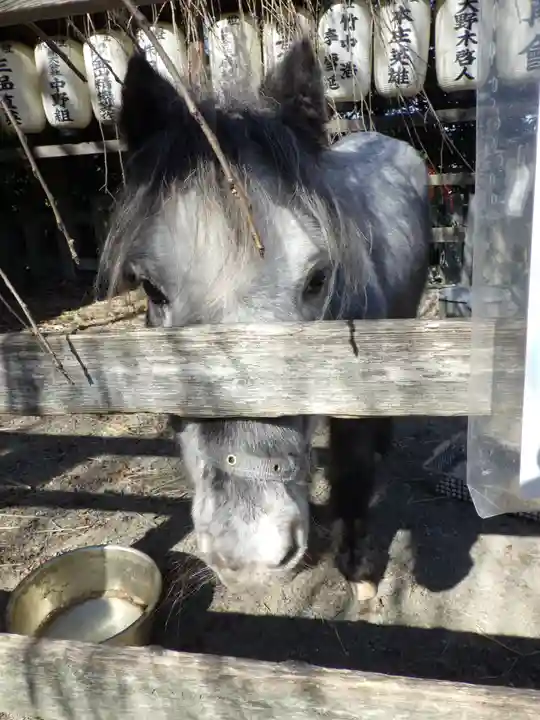 大石神社の動物
