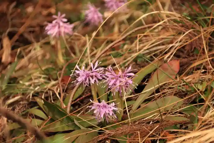 三峯神社の自然
