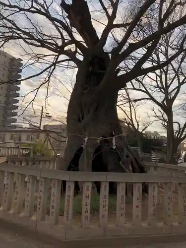 高城神社の自然