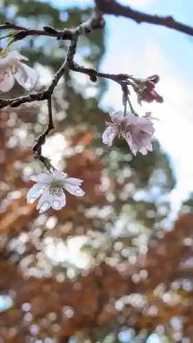 十輪寺(京都府)
