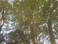 塙稲荷神社の自然