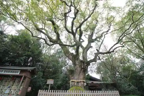 熱田神宮の自然