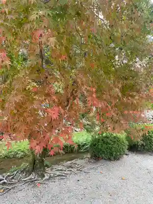金剛寺(大阪府)