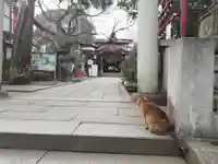 居木神社の動物