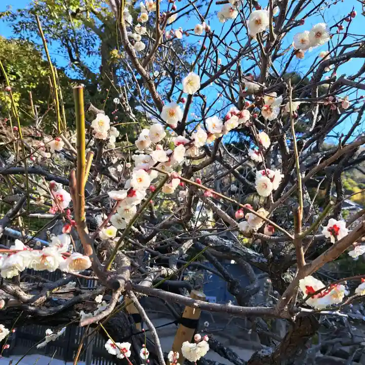 円覚寺の{uncategorized: "未分類", other: "その他", undefined: "問題あり", building: "その他建物", grave: "お墓", sacred_gate: "鳥居", guardian: "狛犬", statue: "像", buddha: "仏像", history: "歴史", nature: "自然", garden: "庭園", animal: "動物", pagoda: "塔", temizu: "手水舎", mountain_gate: "山門・神門", sanctuary: "本殿・本堂", subordinate: "末社・摂社", art: "芸術", scenery: "景色", jizo: "地蔵", ema: "絵馬", goshuin: "御朱印", omikuji: "おみくじ", items: "授与品その他", amulet: "お守り", goshuincho: "御朱印帳", eats: "食事", festival: "お祭り", votive_dance: "神楽", shichigosan: "七五三参", wedding: "結婚式", experience: "体験その他", initially: "初詣", around: "周辺", anti_infection: "感染症対策"}