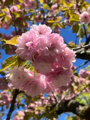 平野神社の自然