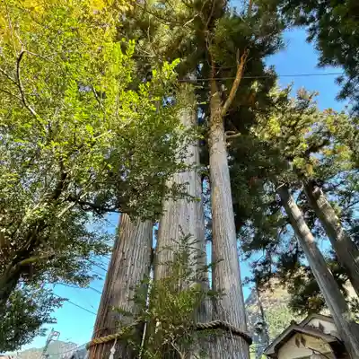 奥氷川神社の自然